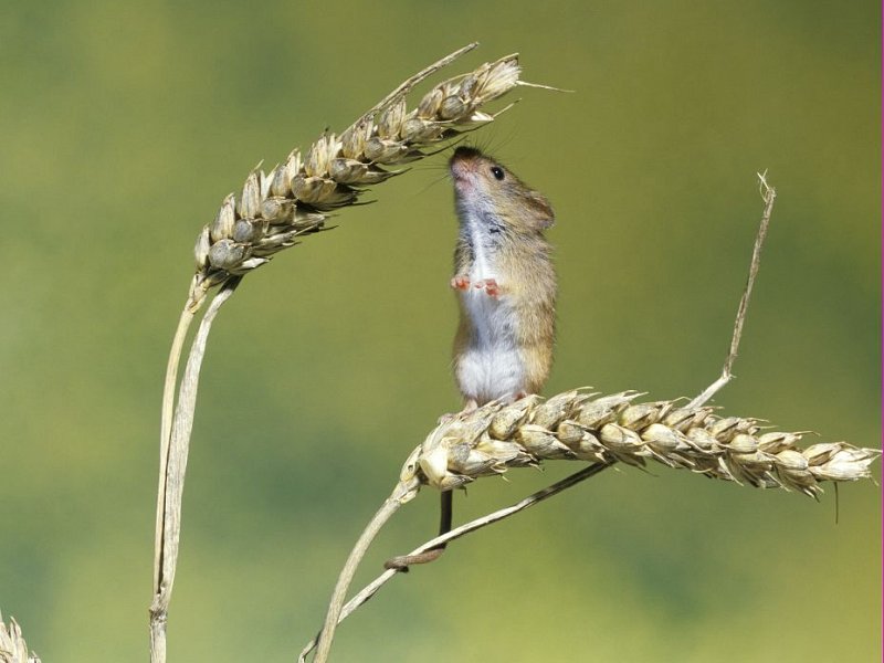 Wildlife Courses and Walks in September 2016